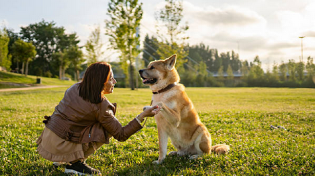 高雄楠梓區高大特區寵物友善景點散步趣：與毛孩共享綠意生活